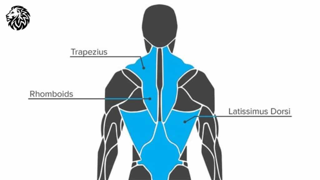 AngryLionFitness.com - Back Anatomy