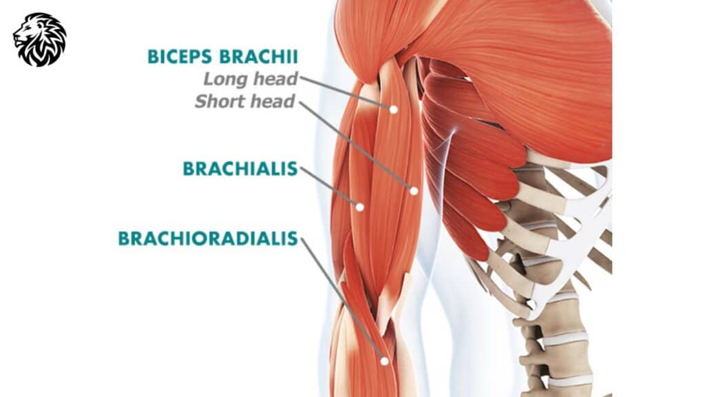 AngryLionFitness.com - Biceps Anatomy