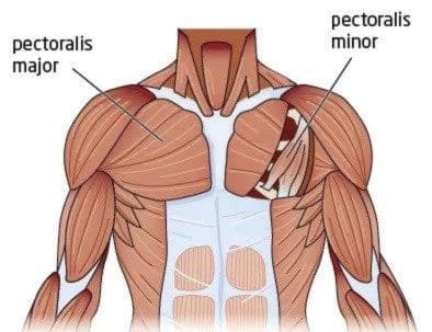 Anatomy of the Chest Muscles