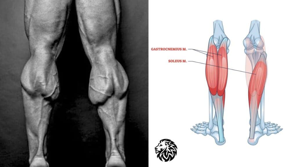 Anatomy of the Calf