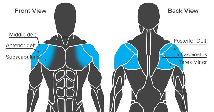 AngryLionFitness.com - Shoulders Anatomy