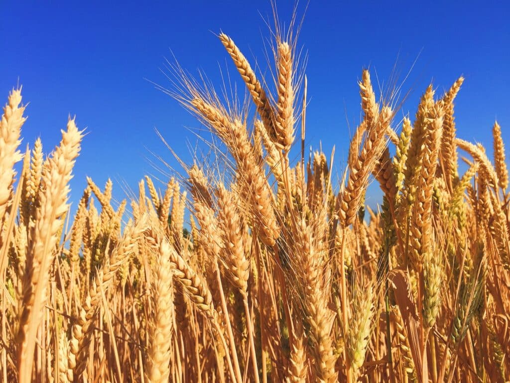 wheat field Grains