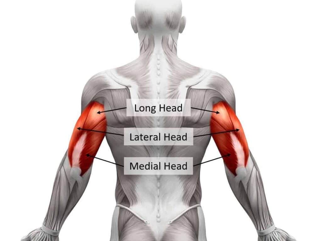 Anatomy of the Tricep Muscles