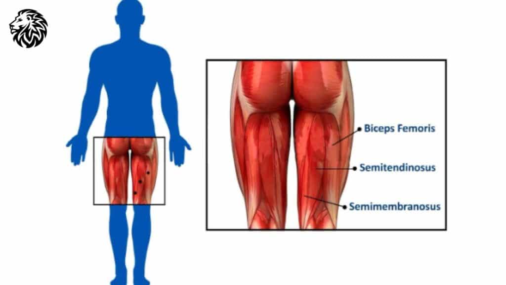 Anatomy of the Hamstring