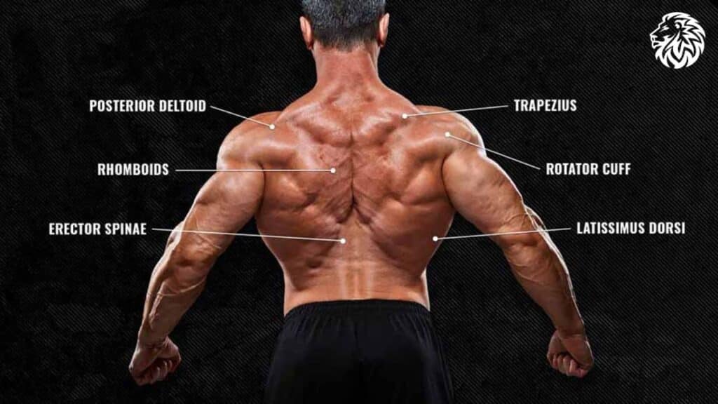 Anatomy of the Back