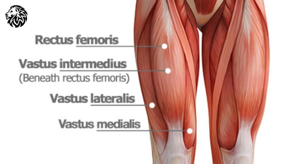 Anatomy of the Quadriceps