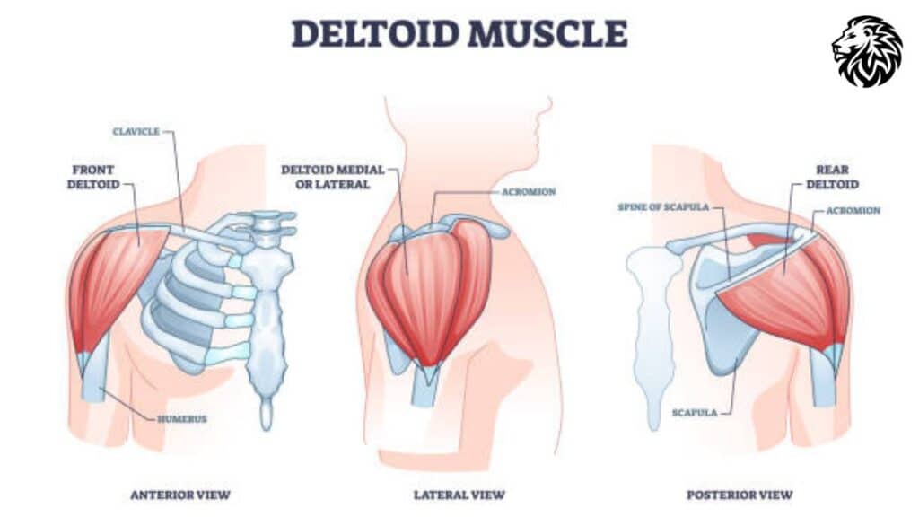 Anatomy of the Shoulder