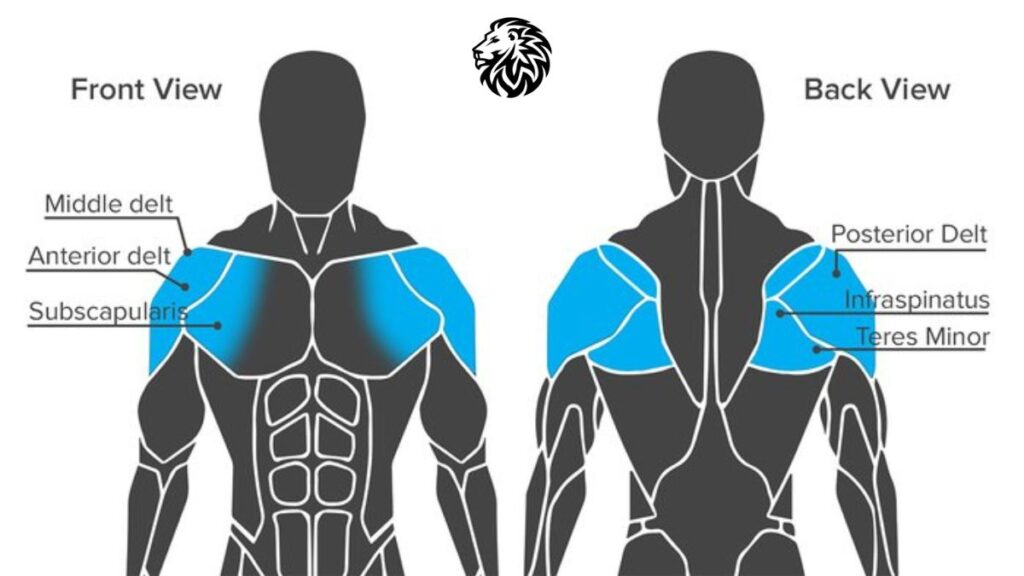 Anatomy of the Shoulders