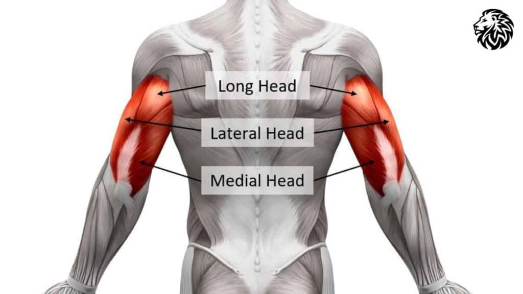 AngryLionFitness.com - Anatomy of the Tricep Muscles