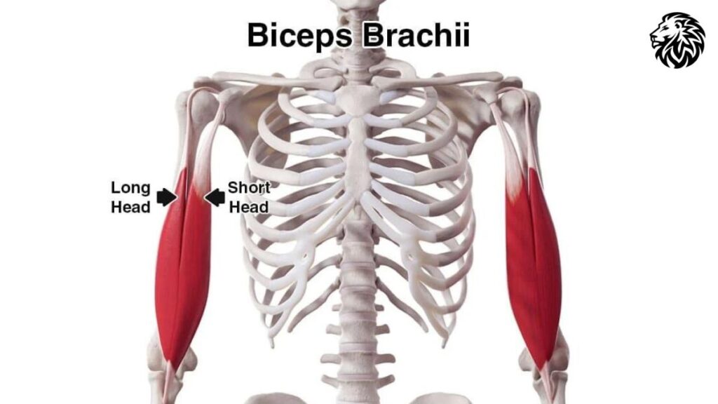 AngryLionFitness.com - Biceps Brachii