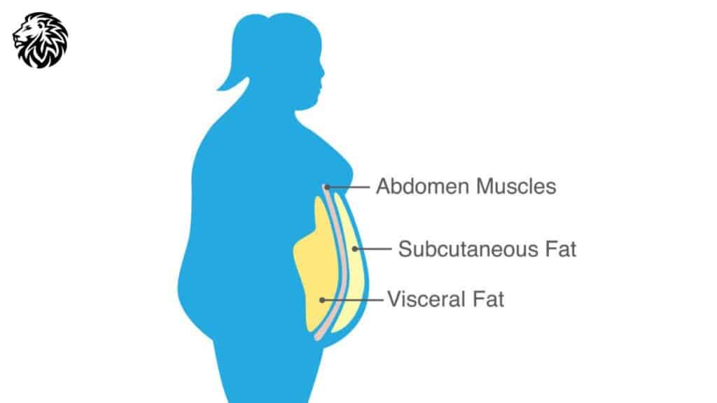 Understanding Belly Fat