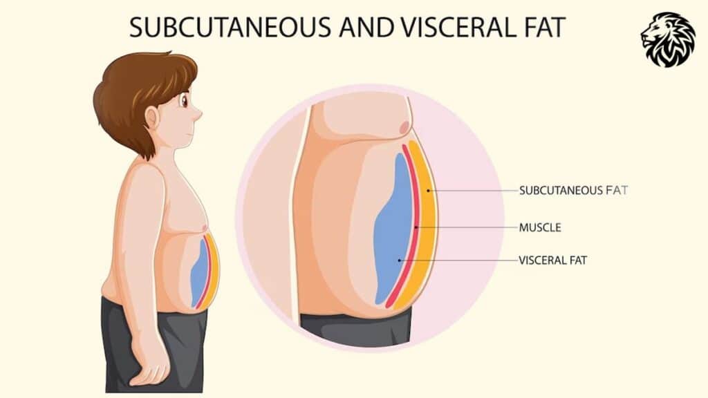 AngryLionFitness.com - Visceral Fat & Subcutaneous Fat