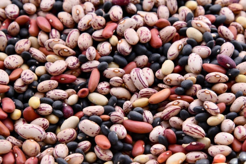 assorted-colored bean lot Legumes