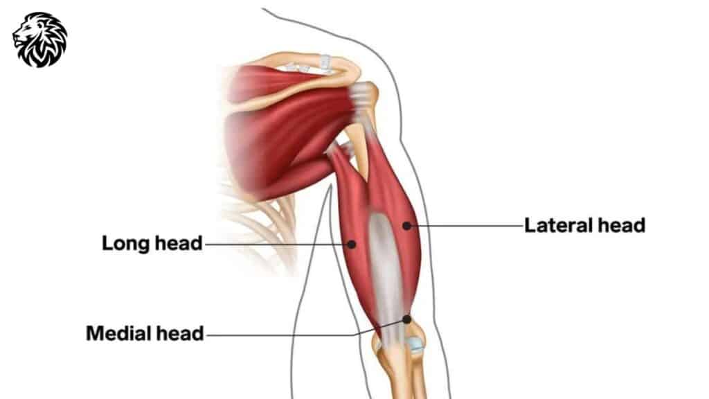 Anatomy of the Triceps