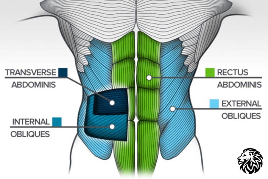 Anatomy of the Obliques