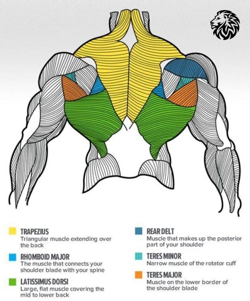 Understanding Back Muscles