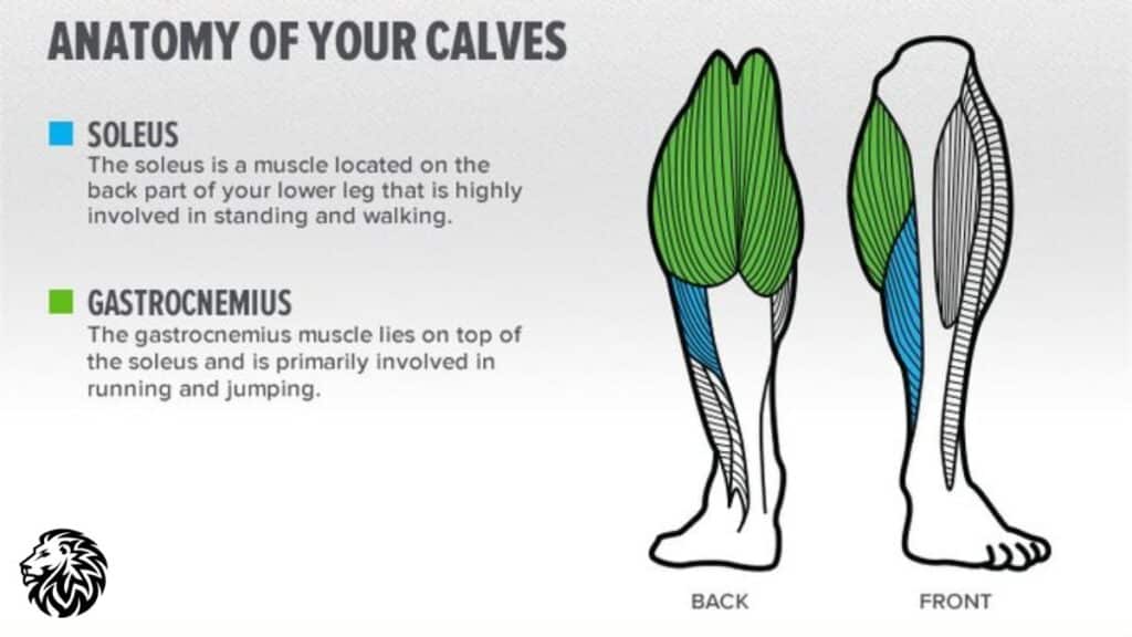 Understanding Calf Muscles