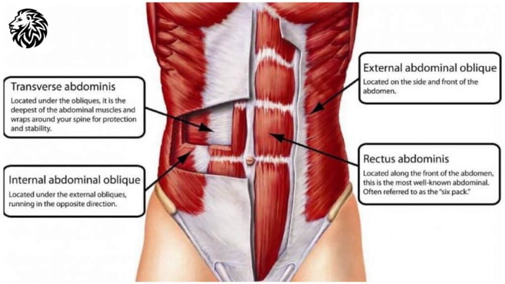 Anatomy of the Core Muscles