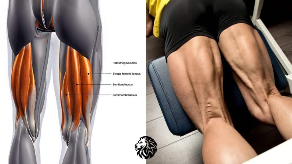 Anatomy of the Hamstrings