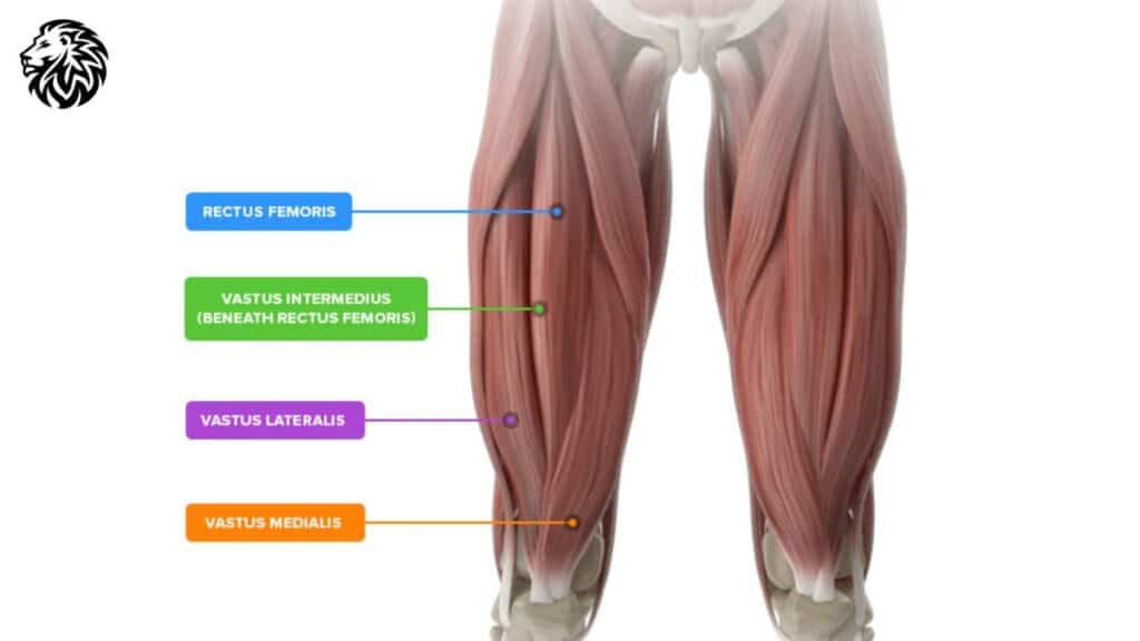 AngryLionFitness.com - Anatomy of the Quadriceps