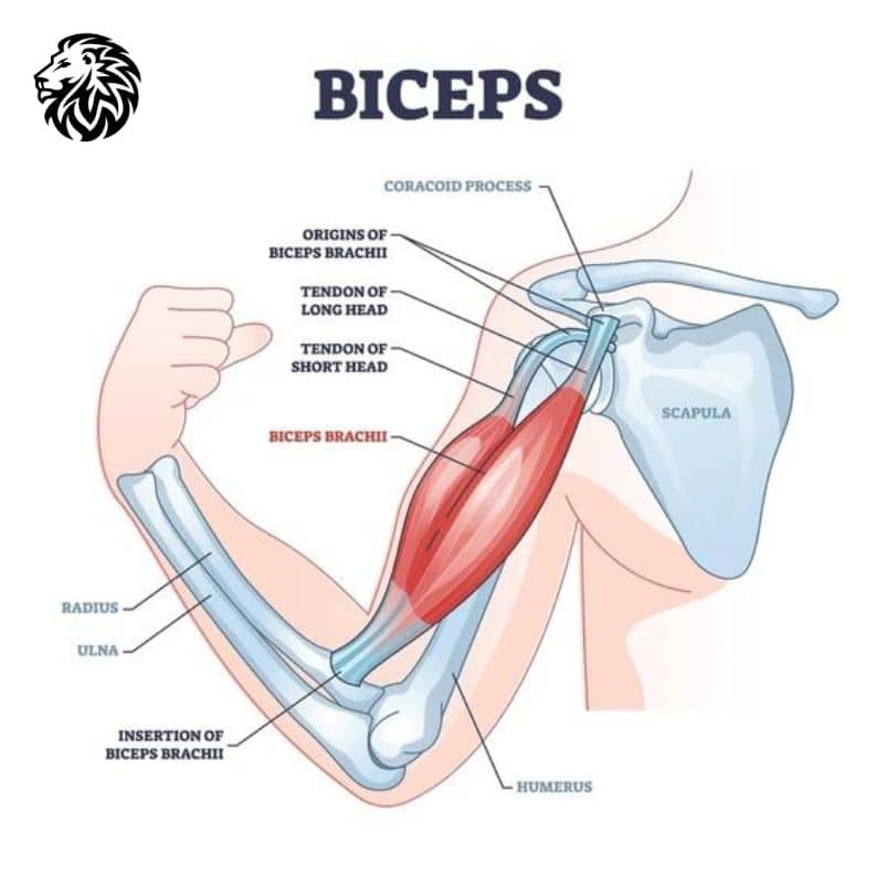 Bicep Anatomy and Function