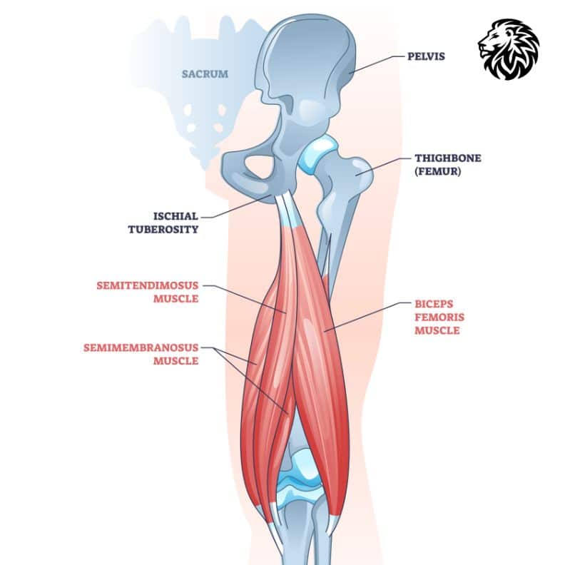 The Anatomy of The Hamstring Muscles