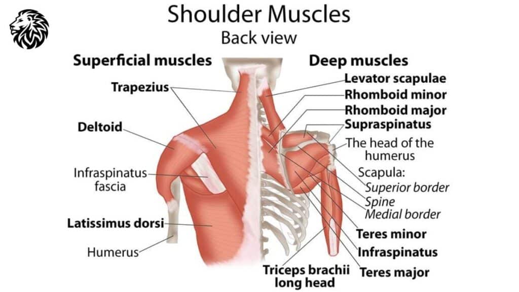 Anatomy of the Shoulder