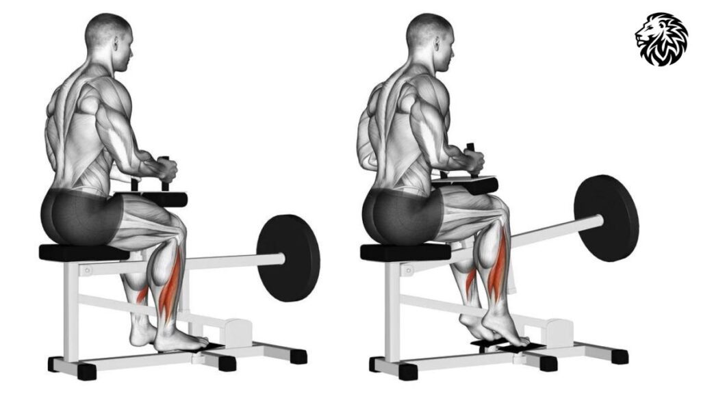 Seated Calf Raises