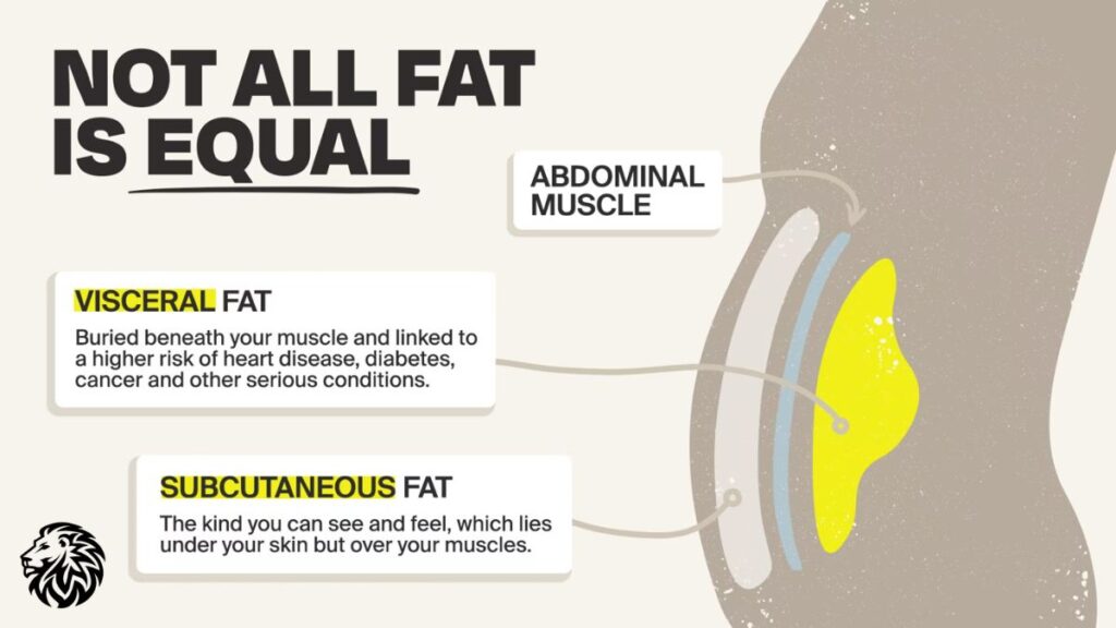 Understanding Belly Fat