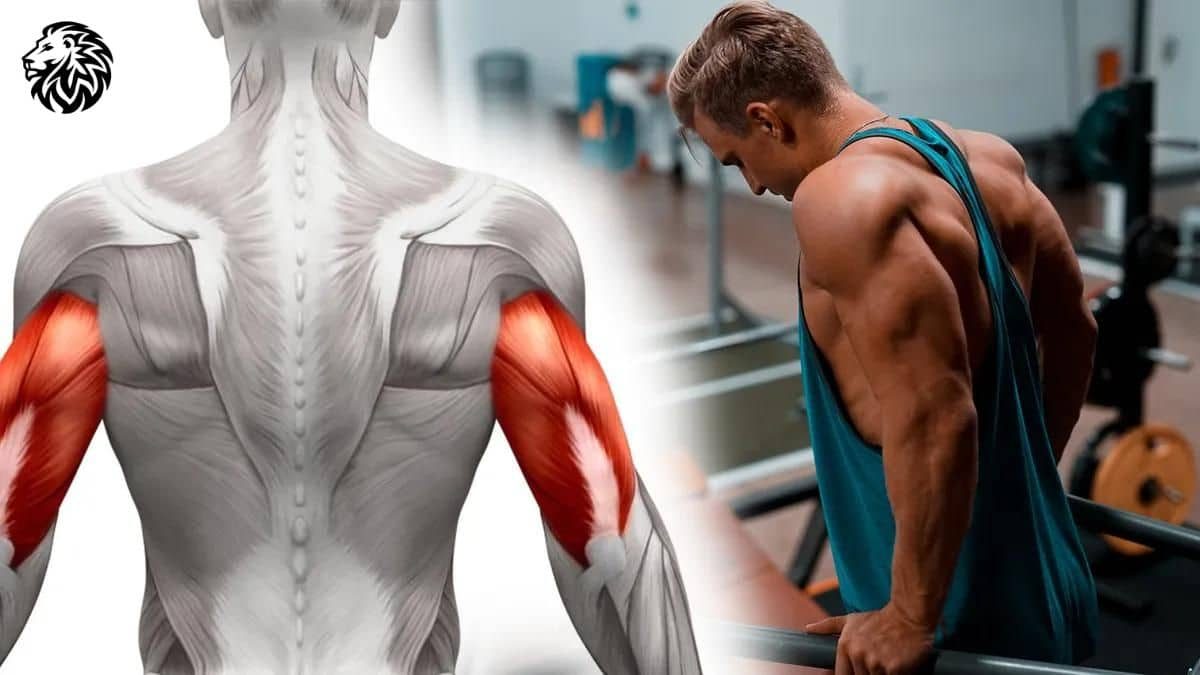 7 Superior Triceps Exercises for Huge Arms